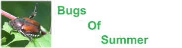 bugs-of-summer